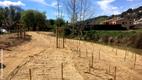 Plantation de jeunes plants forestiers et de quelques arbres tiges avec tuteurage tripode 