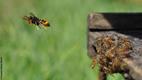 Pression du frelon asiatique devant les ruches d'abeilles domestiques