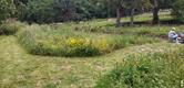 Gestion différenciée d'une prairie au jardin des Méditerranées, Domaine du Rayol (83)