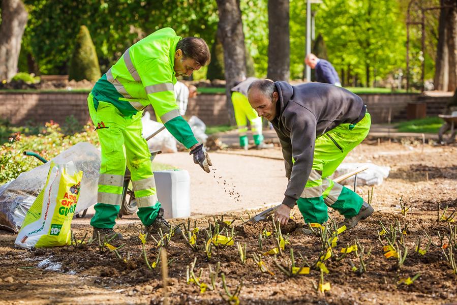 Abattage d'arbres : Outillage, équipement et EPI