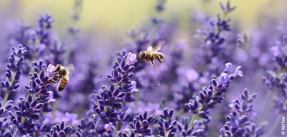 Le Guide : Bulbes à fleurs  Produits jardins - Meilland Richardier