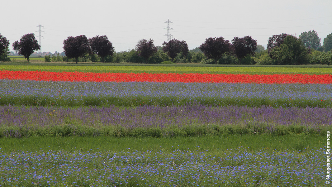 Plante Bleue, Fleurs de France et cie : des labels de qualité pour les  fleurs