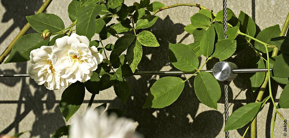 Support de plante grimpante en forme de balise