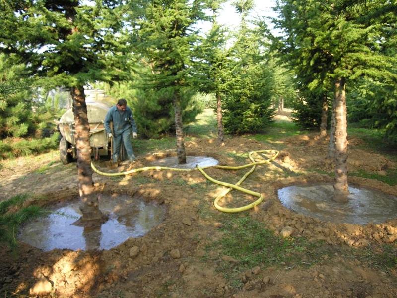 Méthode d'arrosage pour la reprise des jeunes arbres après plantation