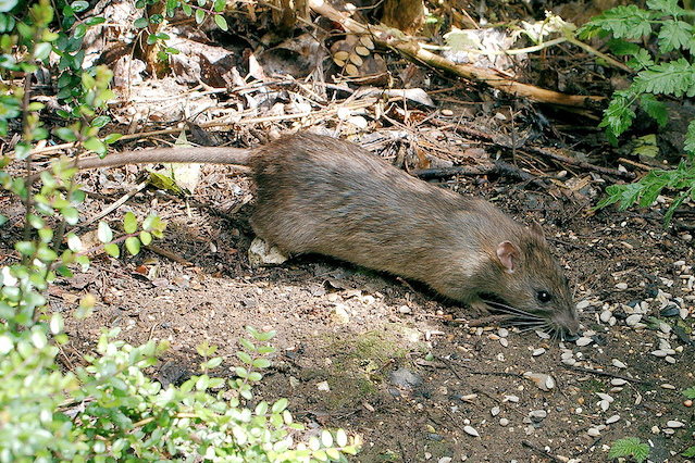 Tapette pour rats nouvelle génération