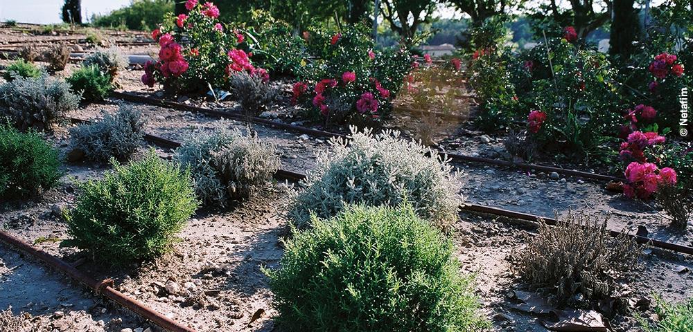 Comment fabriquer votre arrosage goutte à goutte maison ?