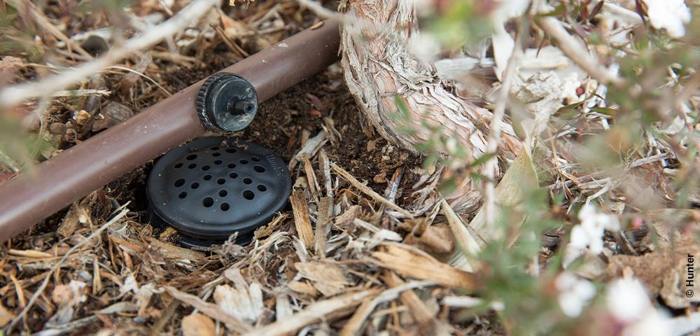 Méthode d'arrosage pour la reprise des jeunes arbres après plantation