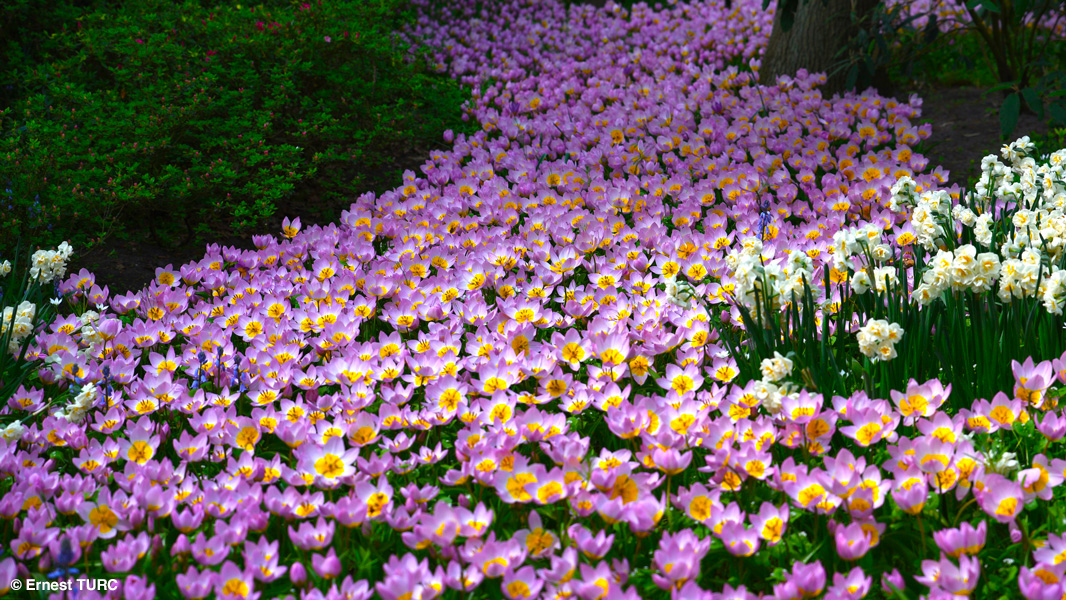 Du bulbe à la fleur, conseils pour réussir - Jardins de France