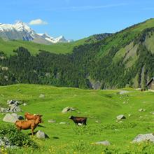 Enherbement Montagne