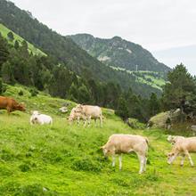 Enherbement Montagne