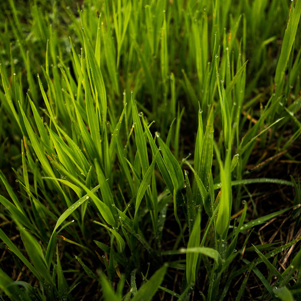 Gazons et prairies - Gazon regarnissage protect - Photo 1