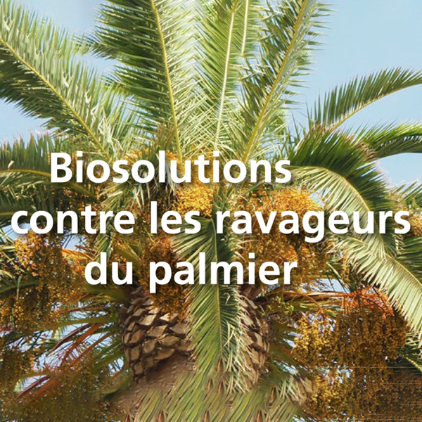 Biosolution contre ravageurs du palmier - Palmanem - Insecticides