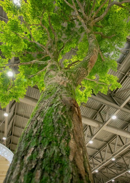 Arbres - Photo