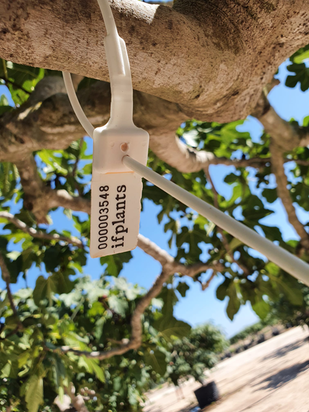 Pépinières - Photo