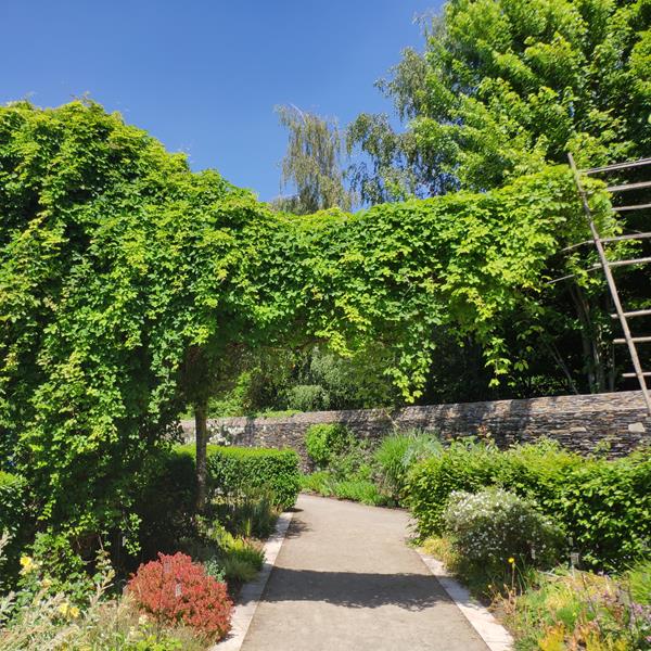 Plantes grimpantes et végétalisation du bâti - Photo