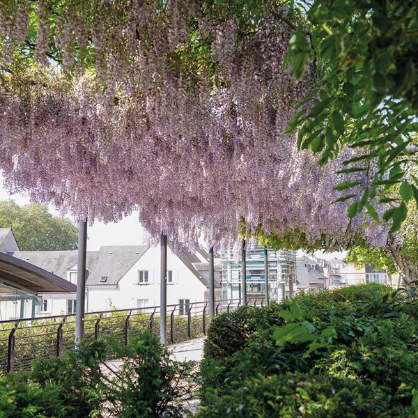Plantes grimpantes et végétalisation du bâti - Photo