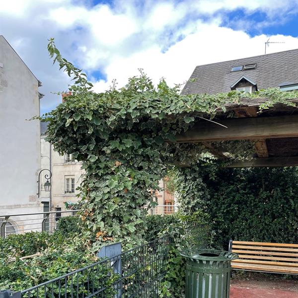 Plantes grimpantes et végétalisation du bâti - Photo