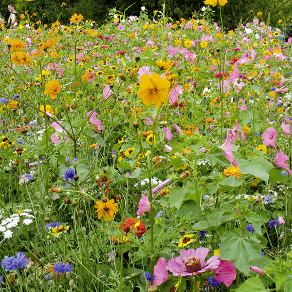 Prairies fleuries - Mélange fleurissement - Photo 1