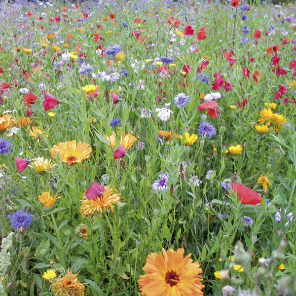 Prairies fleuries - Mélange fleurissement - Photo 1