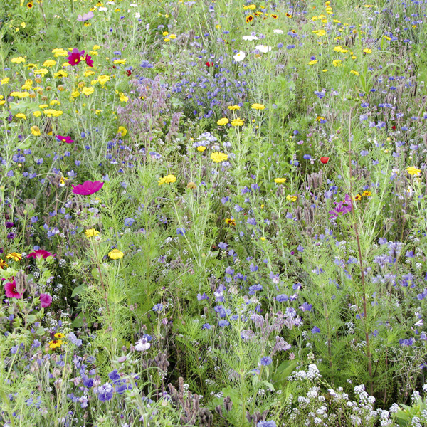 Fourniture Arbres et Végétaux - Mélange biodiversité - Photo 1