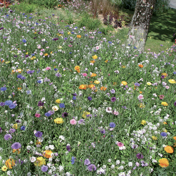 Gazons et prairies - Mélange fleuri - Photo 1