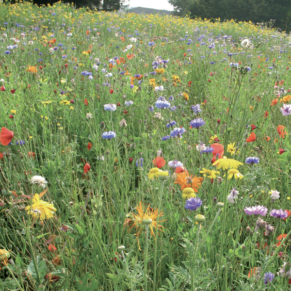 Gazons et prairies - Mélange fleuri - Photo 1