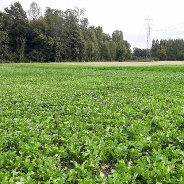 Producteurs de plantes couvre-sol - Couvert rapide et gélif - Photo 1