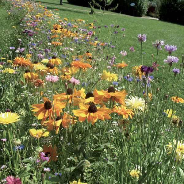 Prairies fleuries - Mélange fleuri - Photo 1