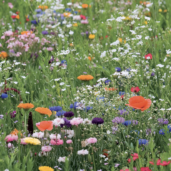 Prairies fleuries - Mélange fleurissement - Photo 1