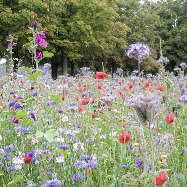 Prairies fleuries - Mélange biodiversité - Photo 1