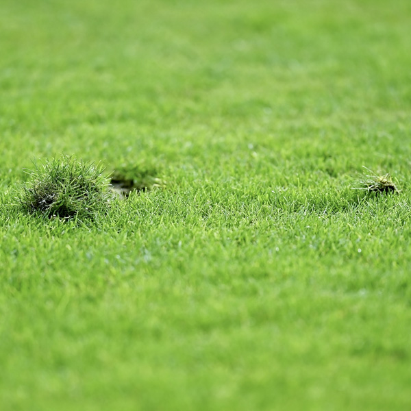 Fourniture Arbres et Végétaux - Gazons terrains de sport - Photo 1