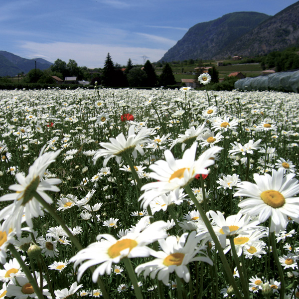 Gazons et prairies - Mélange fleurissement  - Photo 1