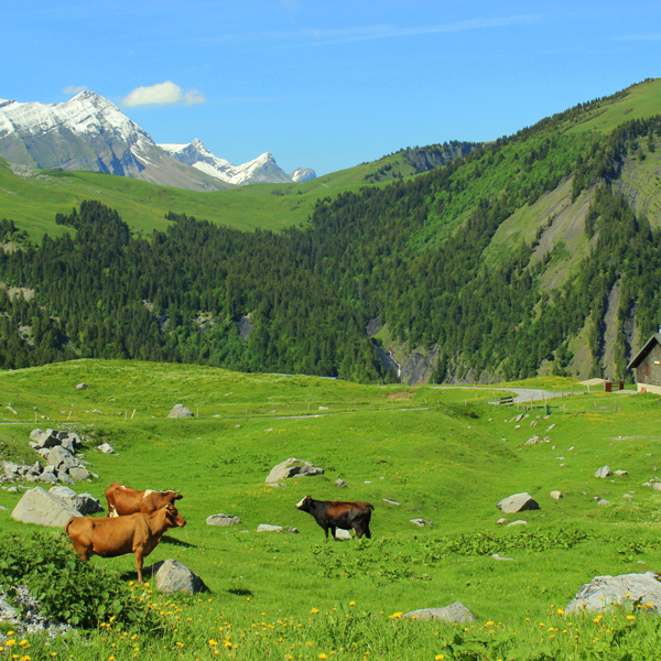 Enherbement Montagne