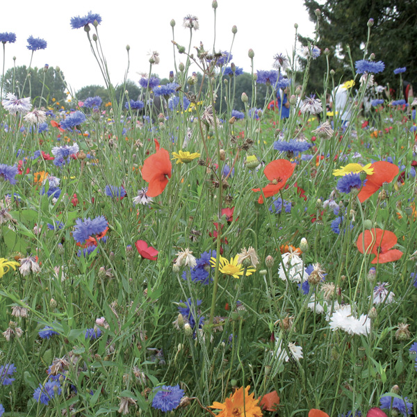 Prairies fleuries - Mélange fleurissement - Photo 1