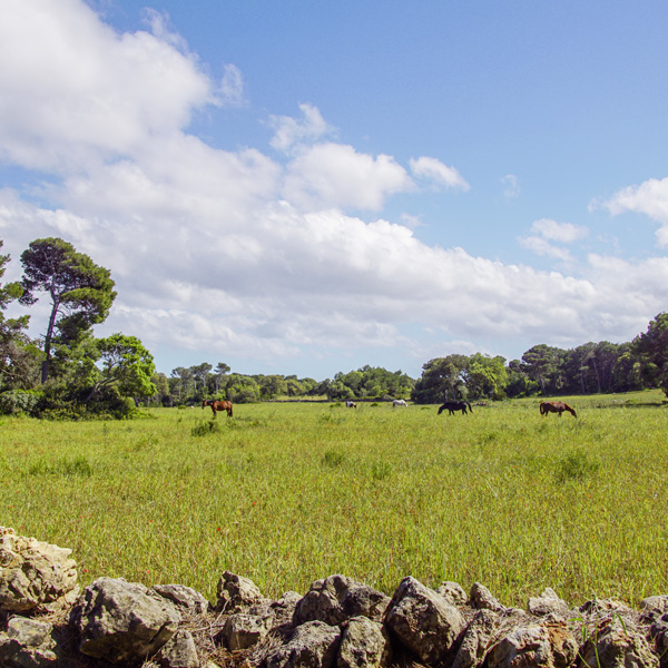 Solutions d&#39;enherbement de milieux naturels  - Enherbement - Photo 1