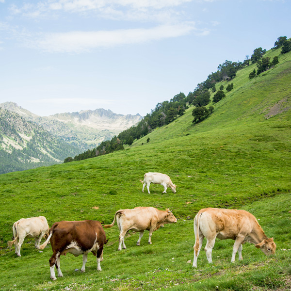 Enherbement Montagne