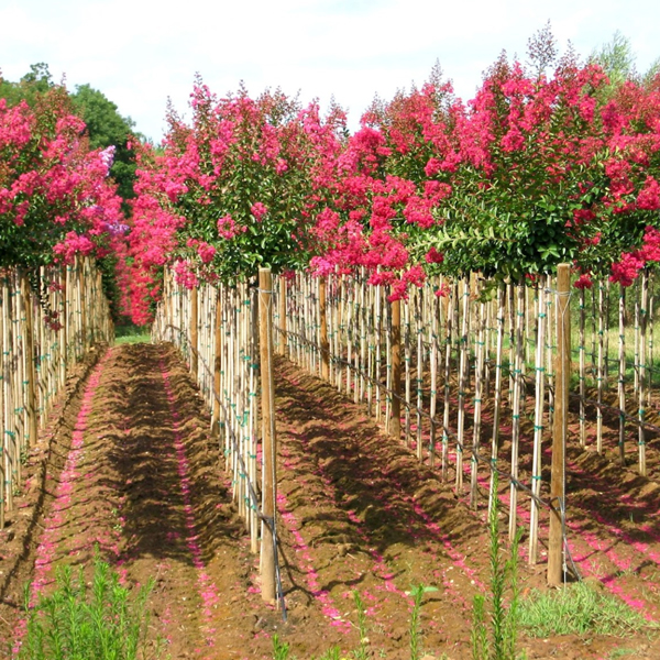 Producteurs de plantes grimpantes - Pépinière - Photo 1