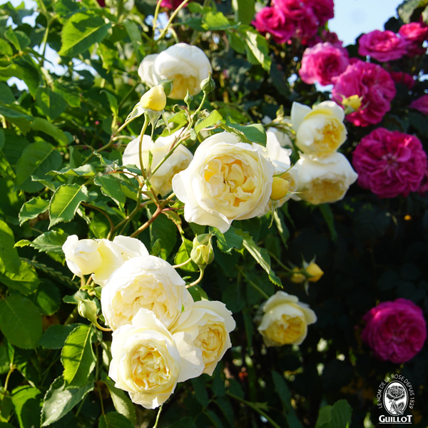 Rosiers de jardins 
