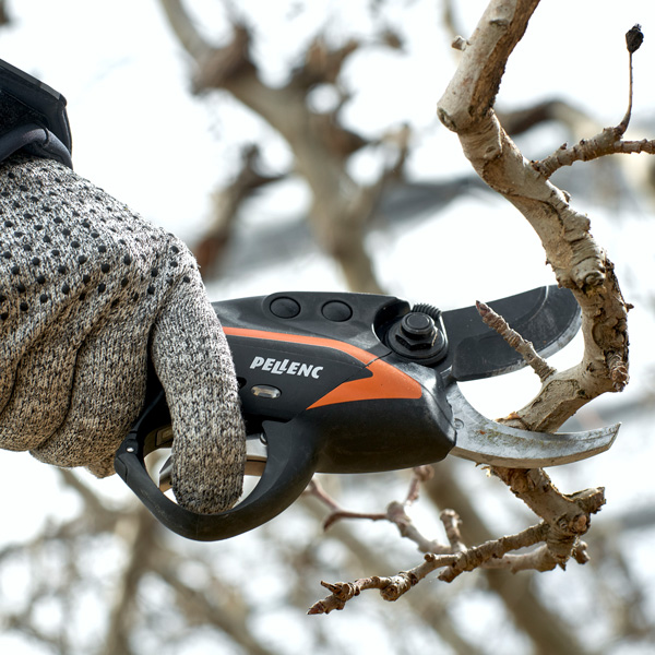 Sécateur électrique à branches hautes 220 V avec tiges d'extension