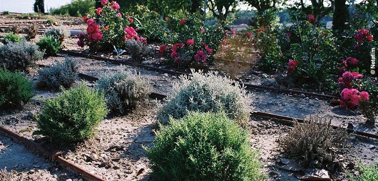 Système d'arrosage automatique, dispositif d'irrigation goutte à goutte